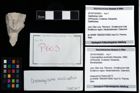 Foto (Objekt + Etikett) von Cracensigillatus acutirostris (Moericke, 1889)  (NHMW-GEO-2014-0194-0603)